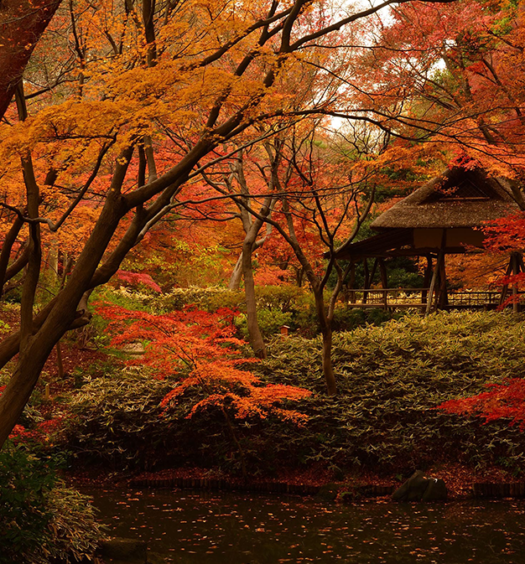 Autumn park in Tokyo