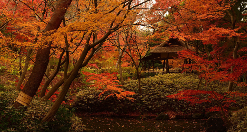 Autumn park in Tokyo